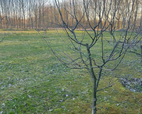 INVESTIČNÁ PONUKA - Orechový sad s rybníkom na lov rýb - Východ SK
